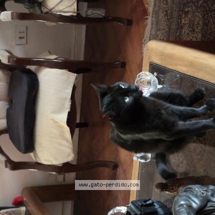 Foto 1/1 Gato encontrado Encontrado en Santiago