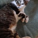 Foto del gato perdido en Brenat