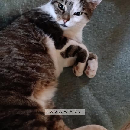 Foto 1/1 Elfy Chat perdido en Brenat