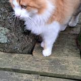 Foto de gato encontrado en Fenouiller