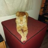 Foto del gato perdido en Tourcoing