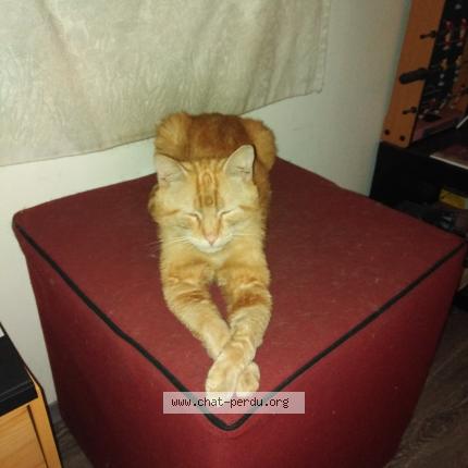 Foto 1/1 Rousha Chat perdido en Tourcoing