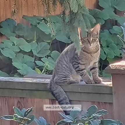 Foto 1/1 Cleo Chat perdido en Surrey