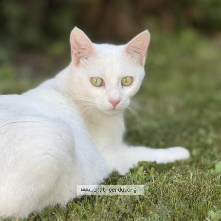 Foto 1/1 Bichette Chat perdido en Ambares et lagrave