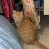 Foto del gato perdido en Bourg De Peage