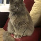 Foto del gato perdido en Vix