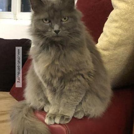 Foto 1/1 Mimine Chat perdido en Vix