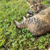 Foto del gato perdido en Ornans