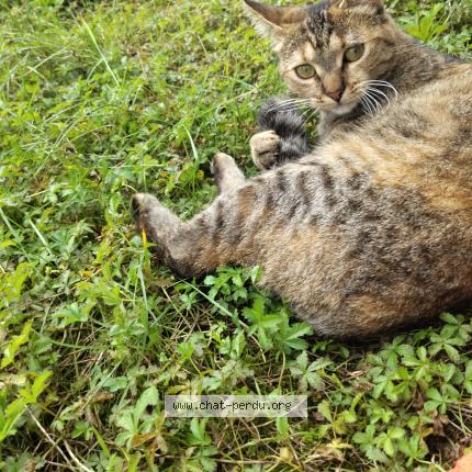 Foto 1/1 Haru Chat perdido en Ornans