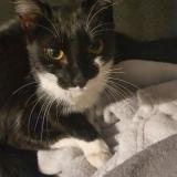 Foto del gato perdido en Feyzin