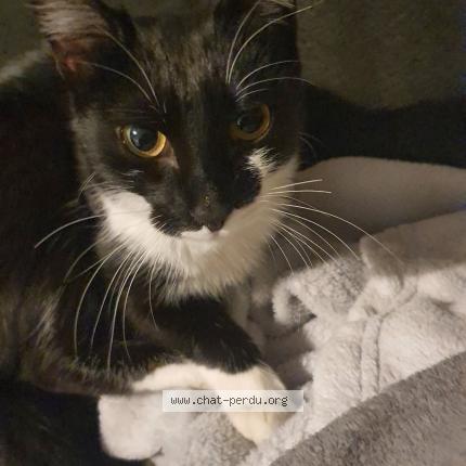 Foto 1/1 Souna Chat perdido en Feyzin