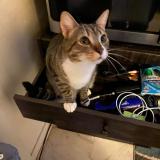 Foto del gato perdido en Augusta