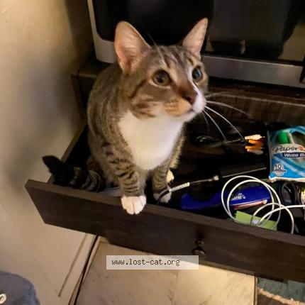 Foto 1/1 Princess Chat perdido en Augusta