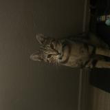 Foto del gato perdido en Inglewood