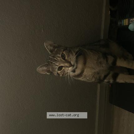 Foto 1/1 Kitty Chat perdido en Inglewood