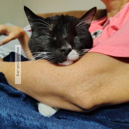 Foto 1/1 Socks Chat perdido en San antonio