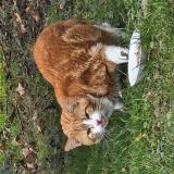 Foto de gato encontrado en Bourguignon