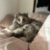 Foto del gato perdido en Pont Du Chateau