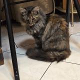 Foto de gato encontrado en Bondoufle