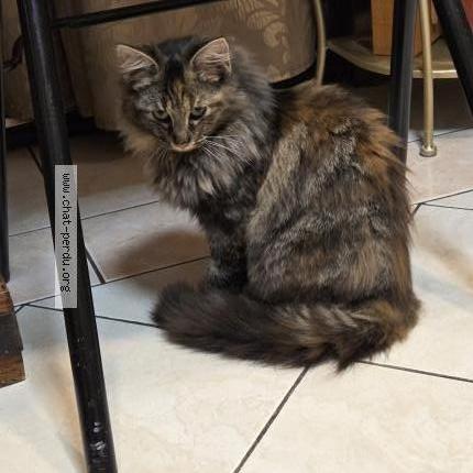 Foto 1/1 Gato encontrado Encontrado en Bondoufle