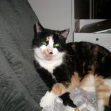 Foto de gato encontrado en Argol