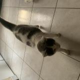 Foto de gato encontrado en Plumaugat