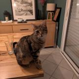 Foto del gato perdido en Longues