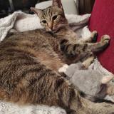 Foto del gato perdido en Morlaix