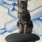 Foto del gato perdido en Wattignies