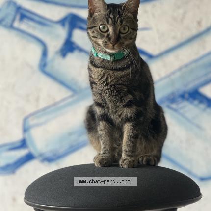 Foto 1/1 Hally Chat perdido en Wattignies