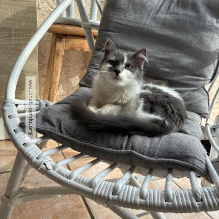 Foto 1/1 chipie Chat perdido en Saint cyprien