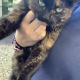 Foto del gato perdido en Houilles