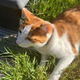 Foto del gato perdido en Labarthe Sur Leze