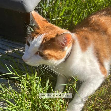 Foto 1/1 Ulysse Chat perdido en Labarthe sur leze