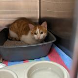 Foto de gato encontrado en Fouras