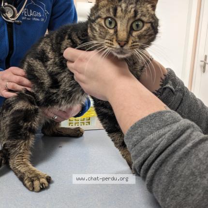 Foto 1/1 Gato encontrado Encontrado en Rochefort