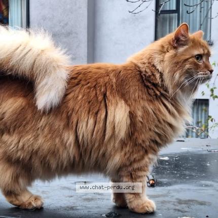 Foto 1/1 Lion Chat perdido en Liege