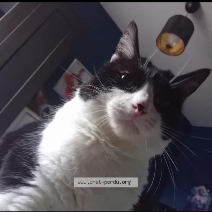 Foto 1/1 Noisette Chat perdido en Ecaussinnes d enghien