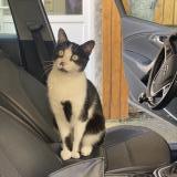 Foto del gato perdido en Bordeaux