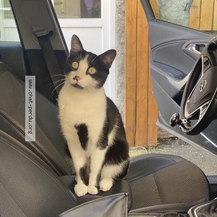 Foto 1/1 Denzy Chat perdido en Bordeaux