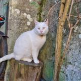 Foto del gato perdido en Blain