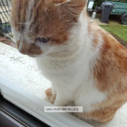 Foto 1/1 Gato encontrado Encontrado en La ferte gaucher