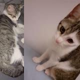 Foto del gato perdido en Frejus