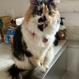 Foto del gato perdido en Georgetown