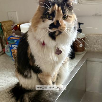 Foto 1/1 Cali Chat perdido en Georgetown