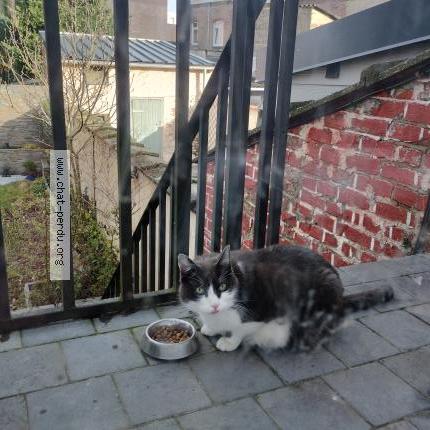 Foto 1/1 Gato encontrado Encontrado en Marquette lez lille