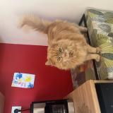 Foto del gato perdido en Arpajon