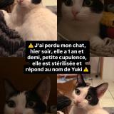 Foto del gato perdido en Marseille