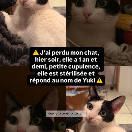 Foto 1/1 Yuki Chat perdido en Marseille