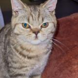 Foto del gato perdido en Villenave D Ornon